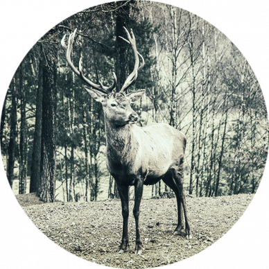 deer2 deer2